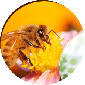 Bee on honeycomb and flower